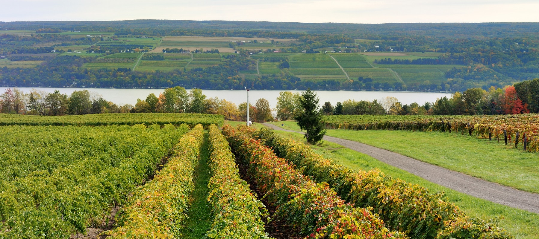 Vineyards